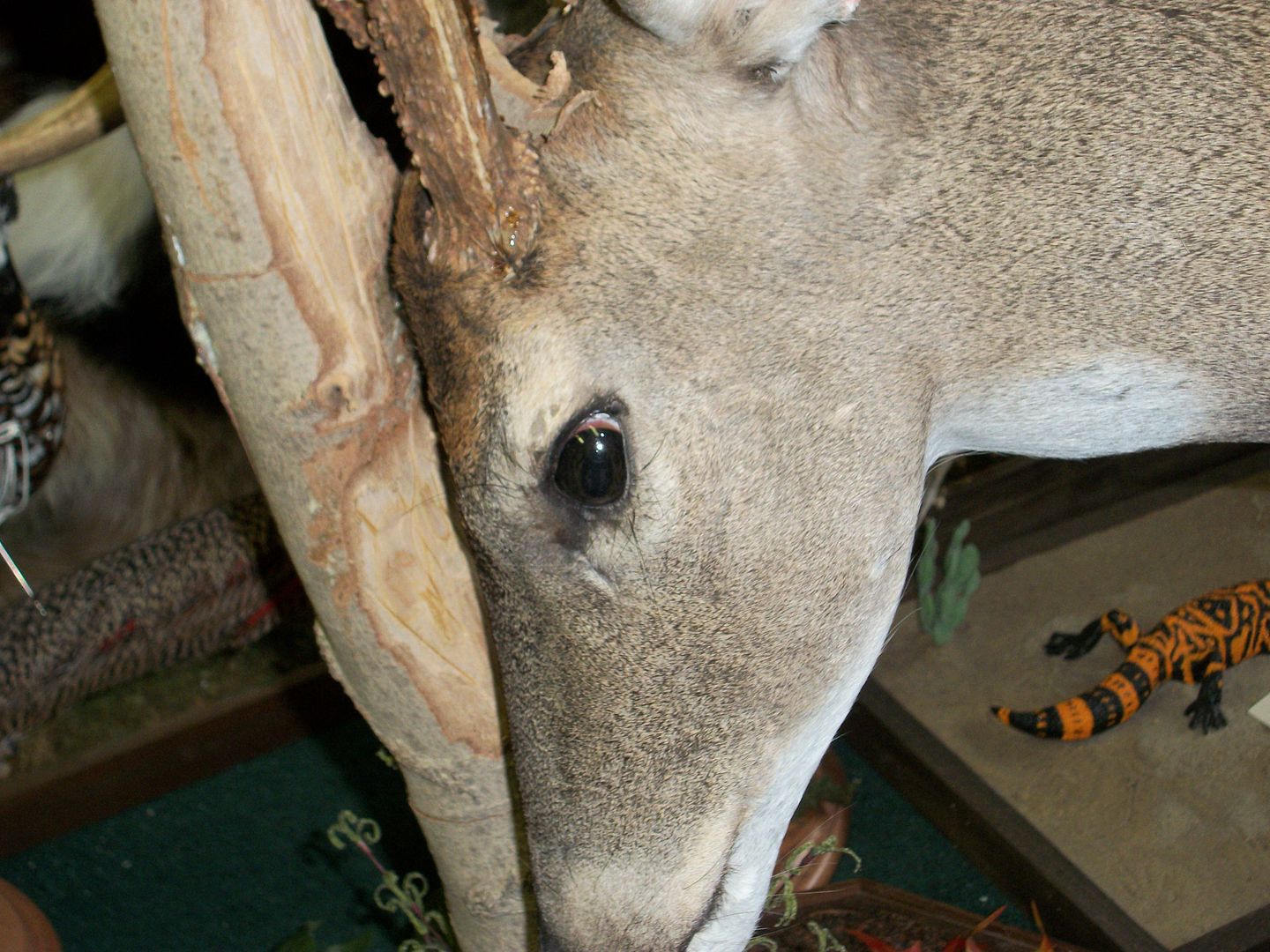 Pedestal mount of buck rubbing tree (pic) New Jersey Hunters